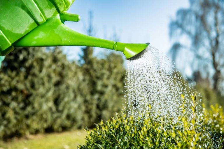 Das optimale Düngen im Frühling Assing Garten & Landschaftsbau Gronau