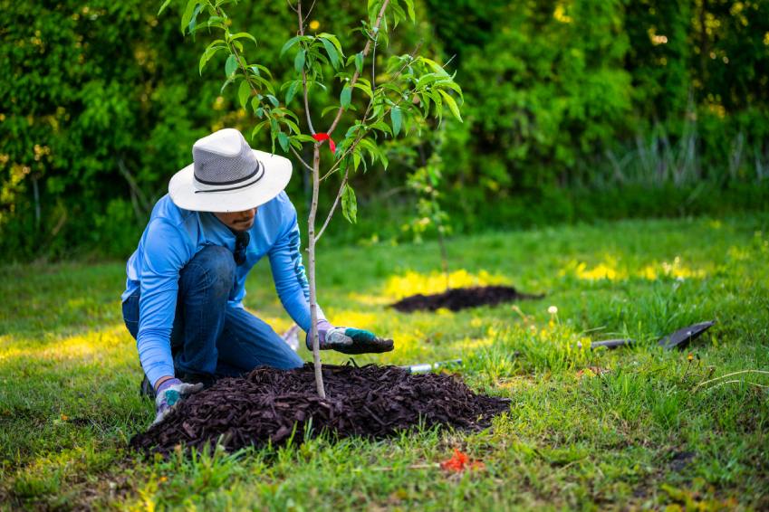 Mulch im Garten